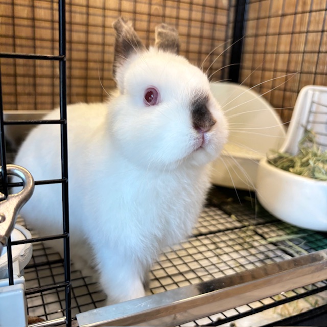 お膝に上陸もできる