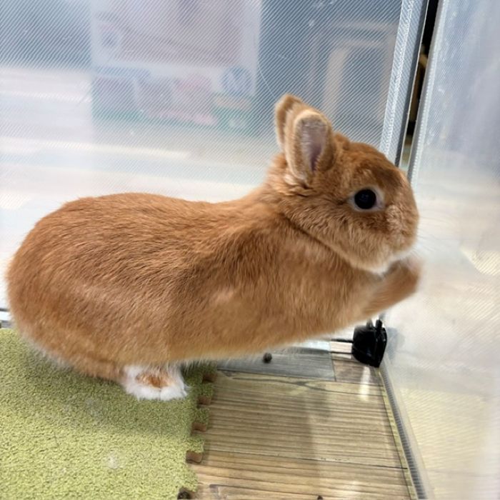 ネザーランドドワーフ
