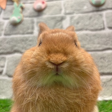 ネザーランドドワーフ 子うさぎ 赤ちゃん オレンジ うさぎ ウサギ 生体