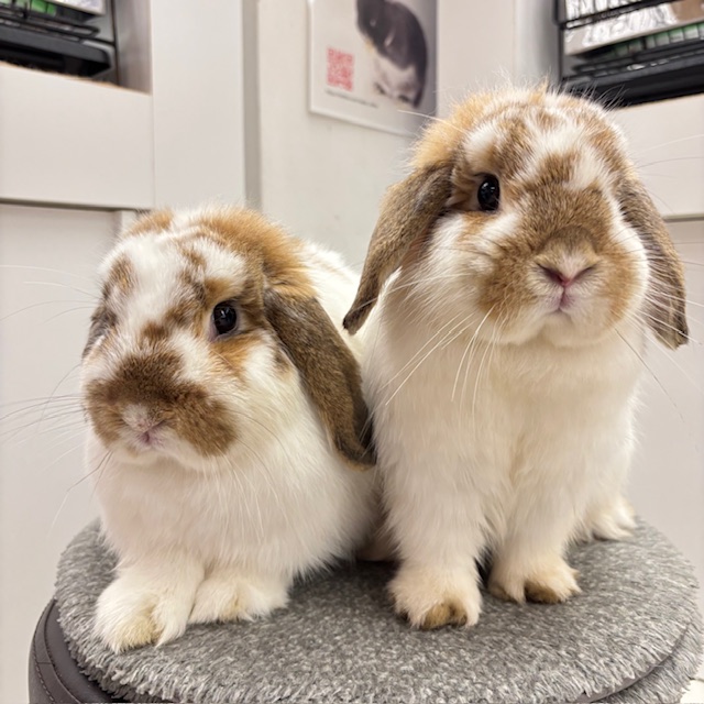 おねえちゃんと