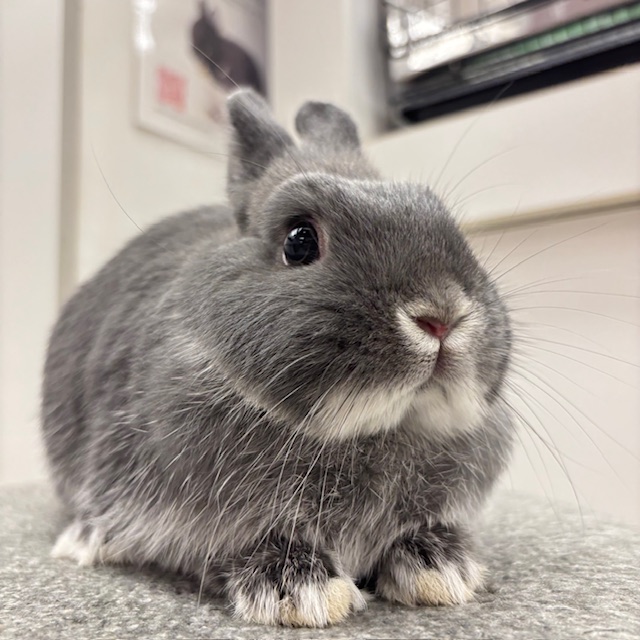 よく食べます