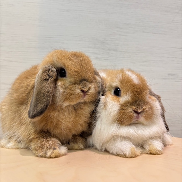 妹ちゃんと