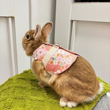 ウサギ うさぎ 恵比寿 うさぎ飼いたい 東京 うさぎ専門店