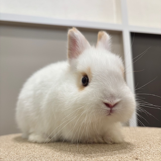 うさぎのしっぽ / うさぎ紹介 ネザーランドドワーフ