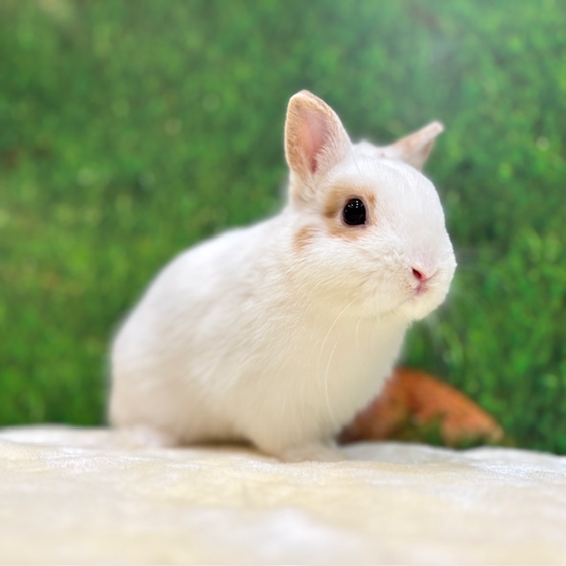 うさぎのしっぽ / うさぎ紹介 ネザーランドドワーフ