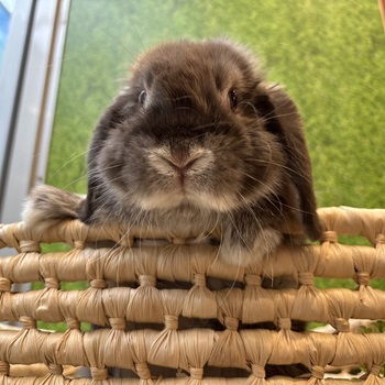 デビュー当初のバブちゃん時代