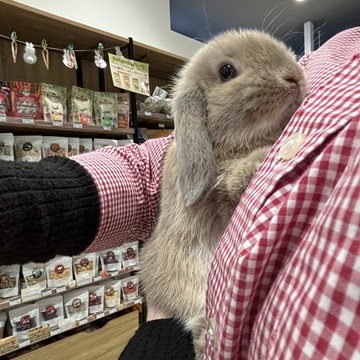 デビュー当初のバブちゃん時代