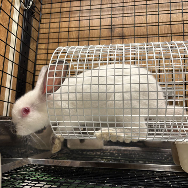 うさぎのしっぽ店舗のうさちゃんも愛用中！