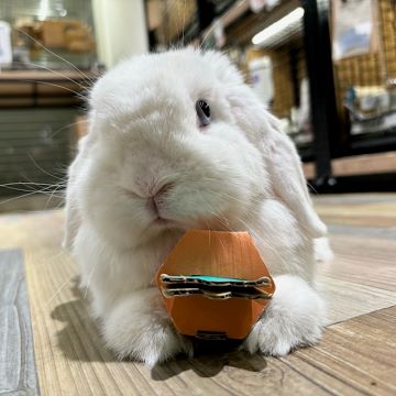 小物も使いこなす