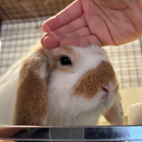 まんざらでもない顔