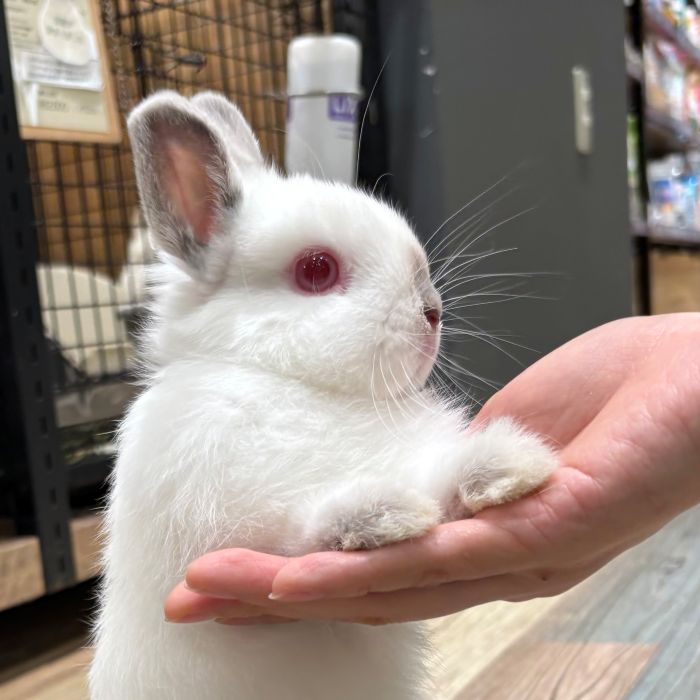 ネザーランドドワーフ