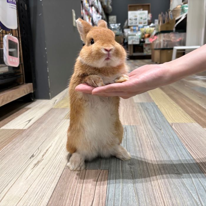 ネザーランドドワーフ
