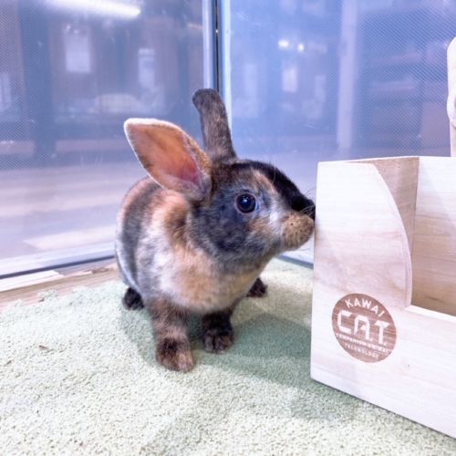 優しく、つん