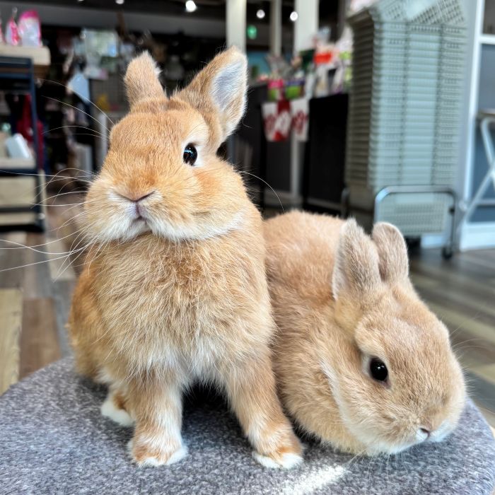 ネザーランドドワーフ