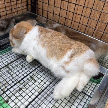 いつも横になって寝ています！