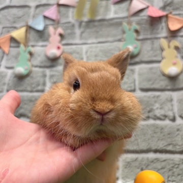 ネザーランドドワーフ 子うさぎ 赤ちゃん オレンジ うさぎ ウサギ 生体