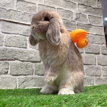 ホーランドロップ 子うさぎ 赤ちゃん クリーム うさぎ ウサギ 生体