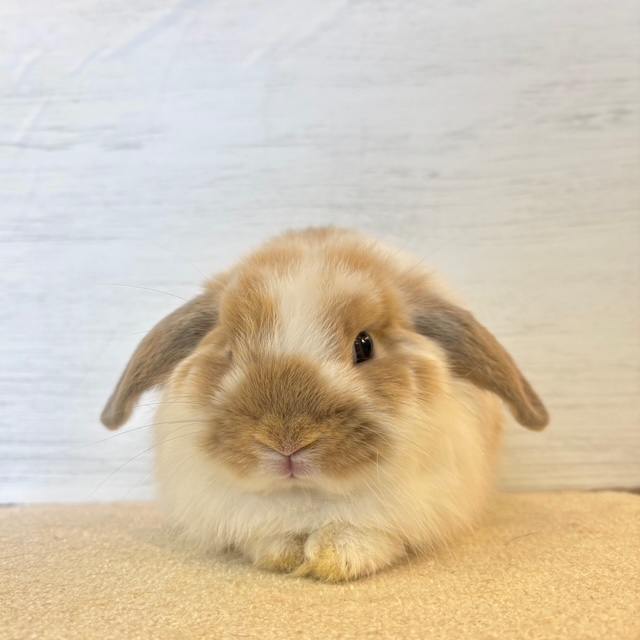 少しお耳が長めです