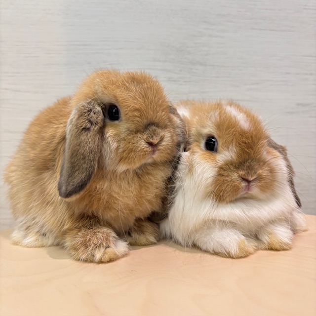 お姉ちゃんと☆