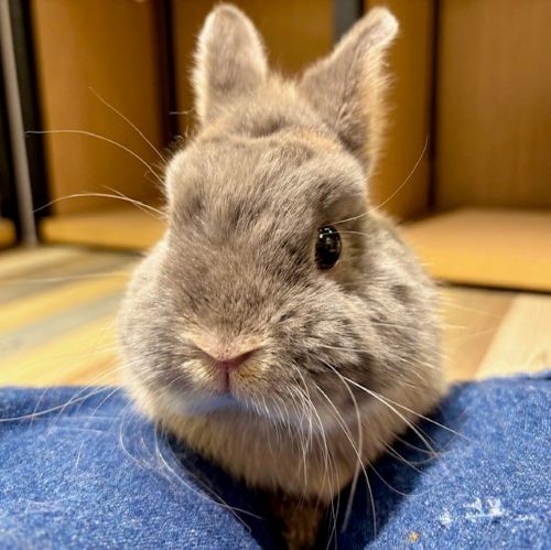うさぎのしっぽ/うさぎ紹介/ネザーランドドワーフ