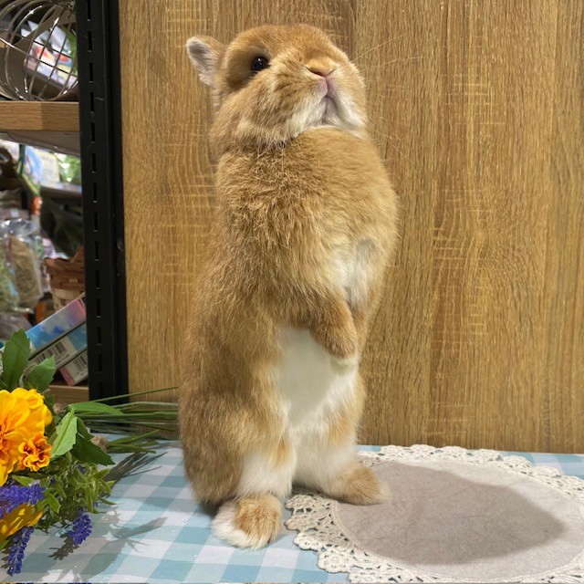 ネザーランドドワーフ たちみみ うさぎ うさぎ専門店