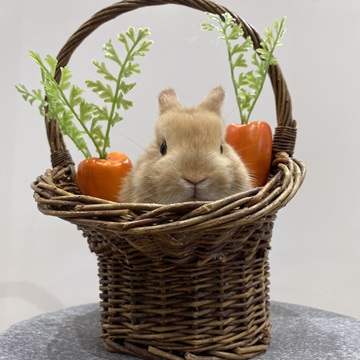 バブちゃん時代