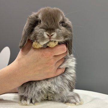 バブちゃん時代
