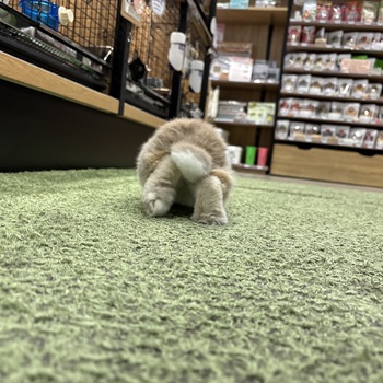バブちゃん時代