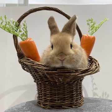バブちゃん時代