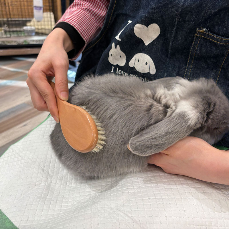 うさぎのしっぽ通販は、『豚毛（仕上げ）ブラシ』を全国へお届け