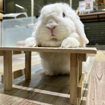 二頭身