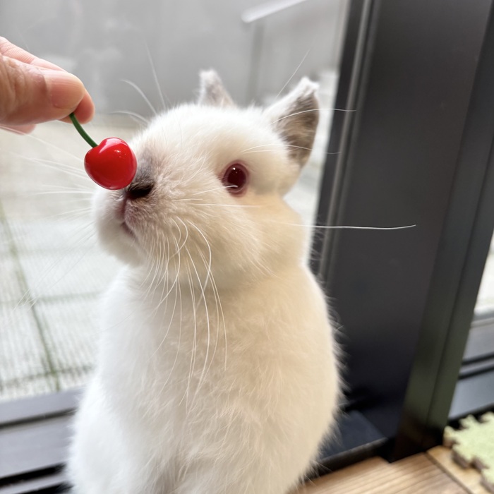 ネザーランドドワーフ