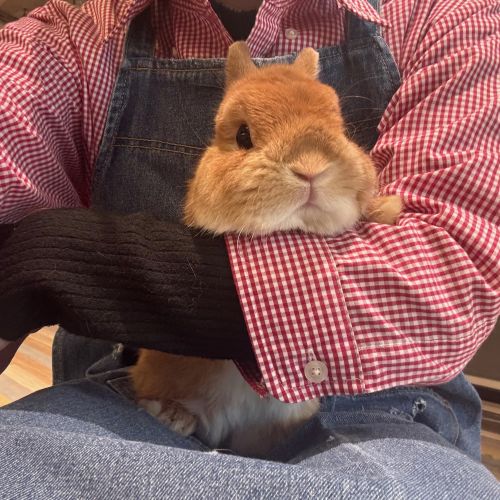 ネザーランドドワーフ