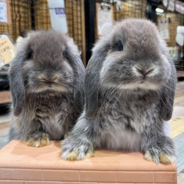 私は右だよー！