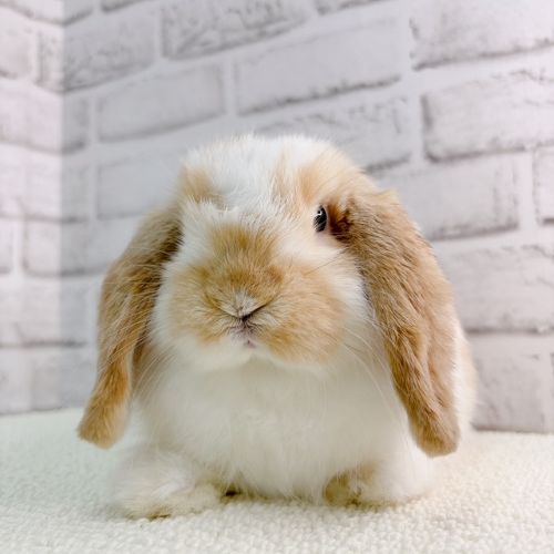 鼻がにんにく柄