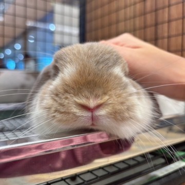 なでるととろ～んとしたお顔になります！