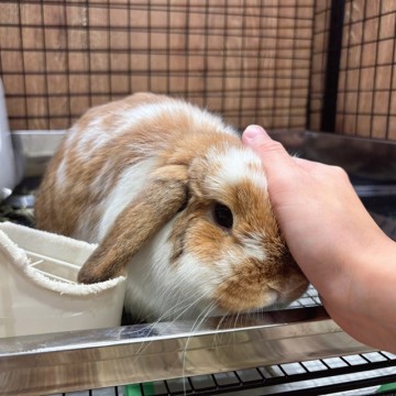 なでなでも好き！！