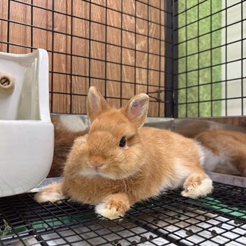 ネザーランドドワーフ 子うさぎ 赤ちゃん オレンジ うさぎ ウサギ 生体