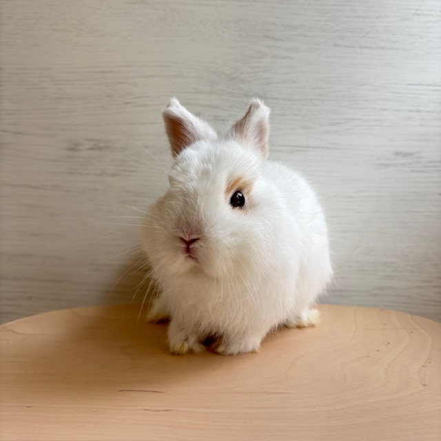 2点セットに変更　ネザーランドドワーフ様 2点セットに変更 ネザーランドドワーフ様