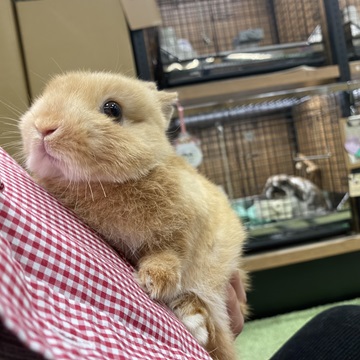 バブちゃん時代