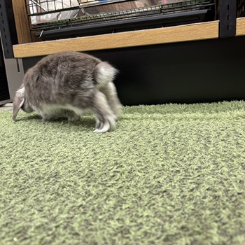 バブちゃん時代