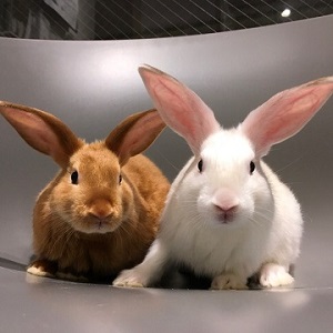 うさぎのしっぽ