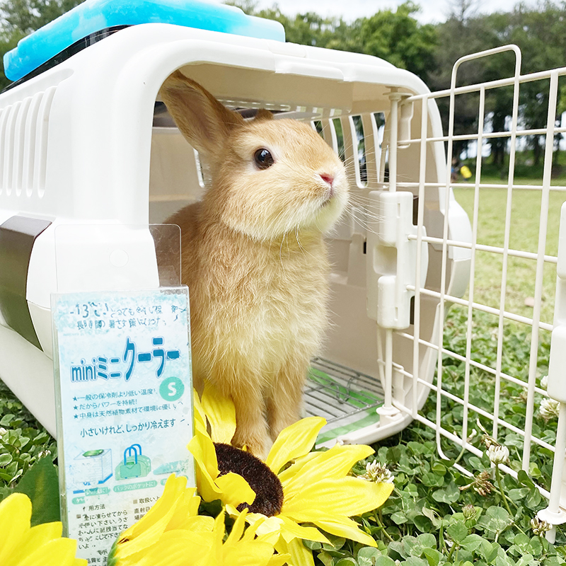 南町田グランベリーパーク店 うさぎのしっぽ