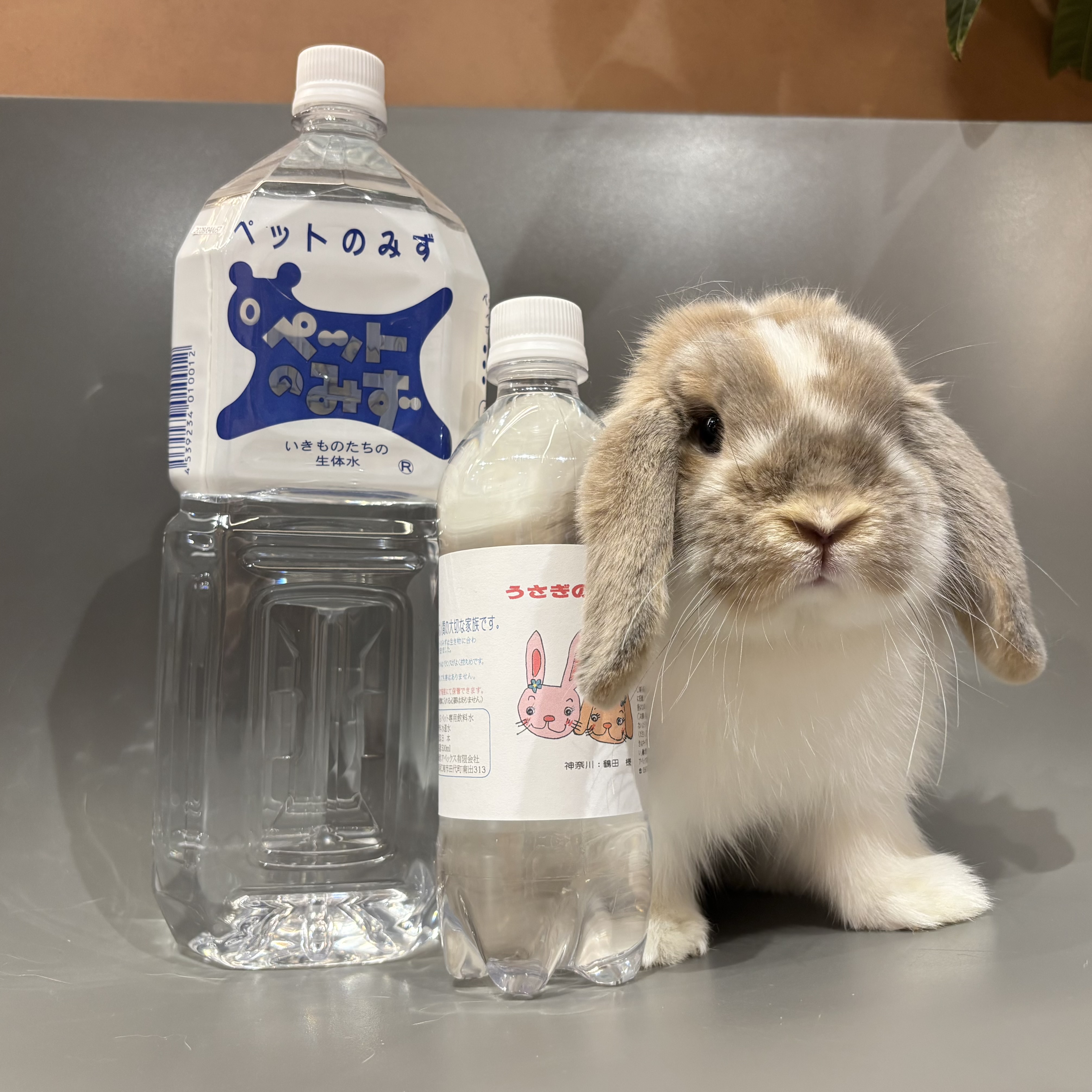 hus二子玉川店 | うさぎのしっぽ