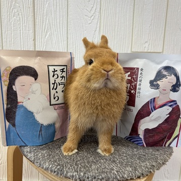柴又店 | うさぎのしっぽ