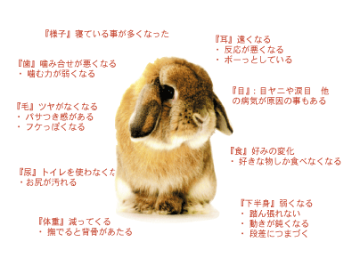 うさぎのしっぽ