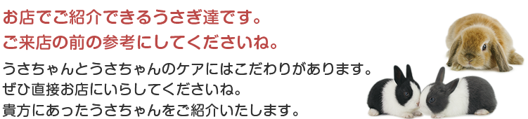 うさちゃん紹介