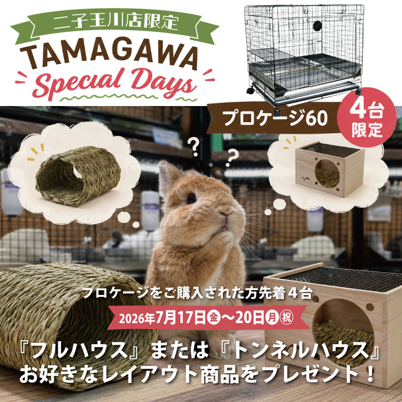 うさぎのしっぽ