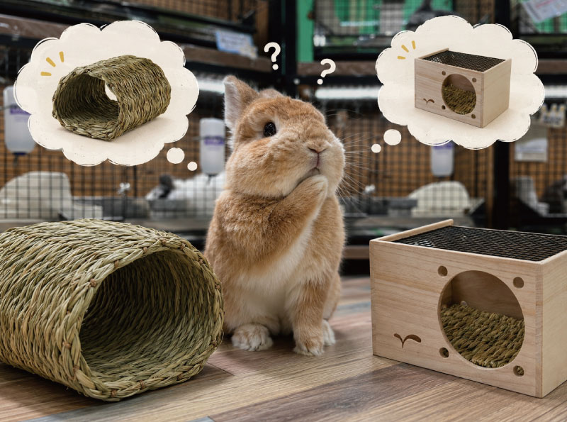 うさぎのしっぽ